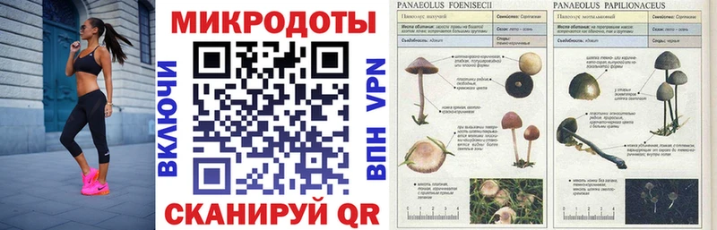 Псилоцибиновые грибы GOLDEN TEACHER Пласт